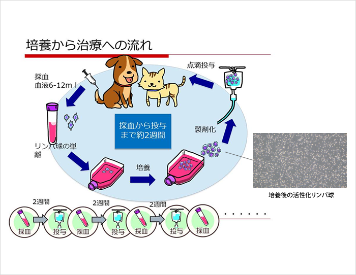 犬NK細胞（および活性化リンパ球）を基軸とした獣医がん免疫細胞療法の提案と確立
